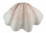 Concha Decorativa em Poliresina 69x49x27 cm